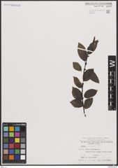 Foto von Salix borealis Fr.